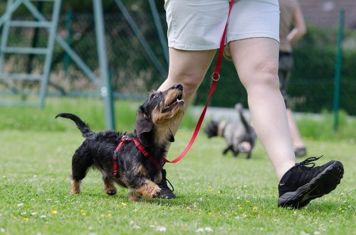 Importance of Puppy Training