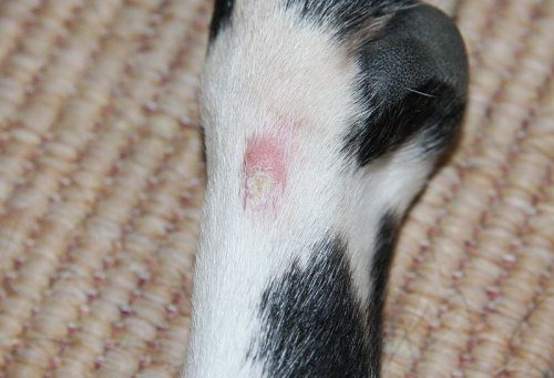 Atopic Dermatitis disease in dogs