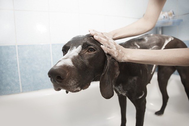 Importance of Dog Grooming 