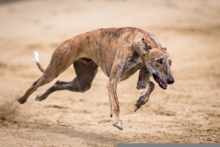 Indian Dog Breed - Rampur Greyhound