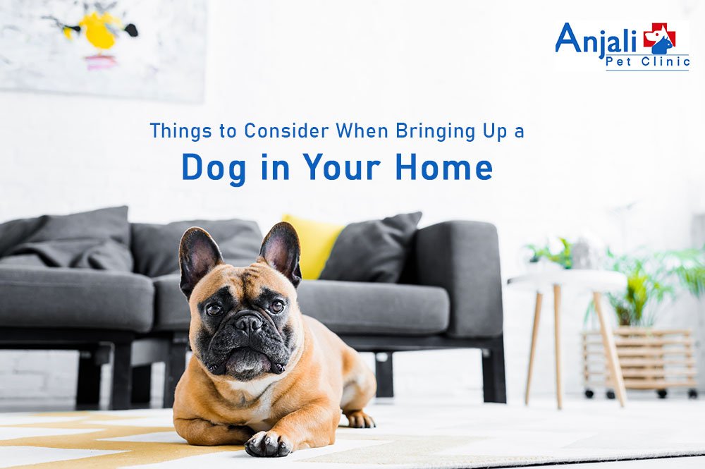 Things to consider before bringing dog in home